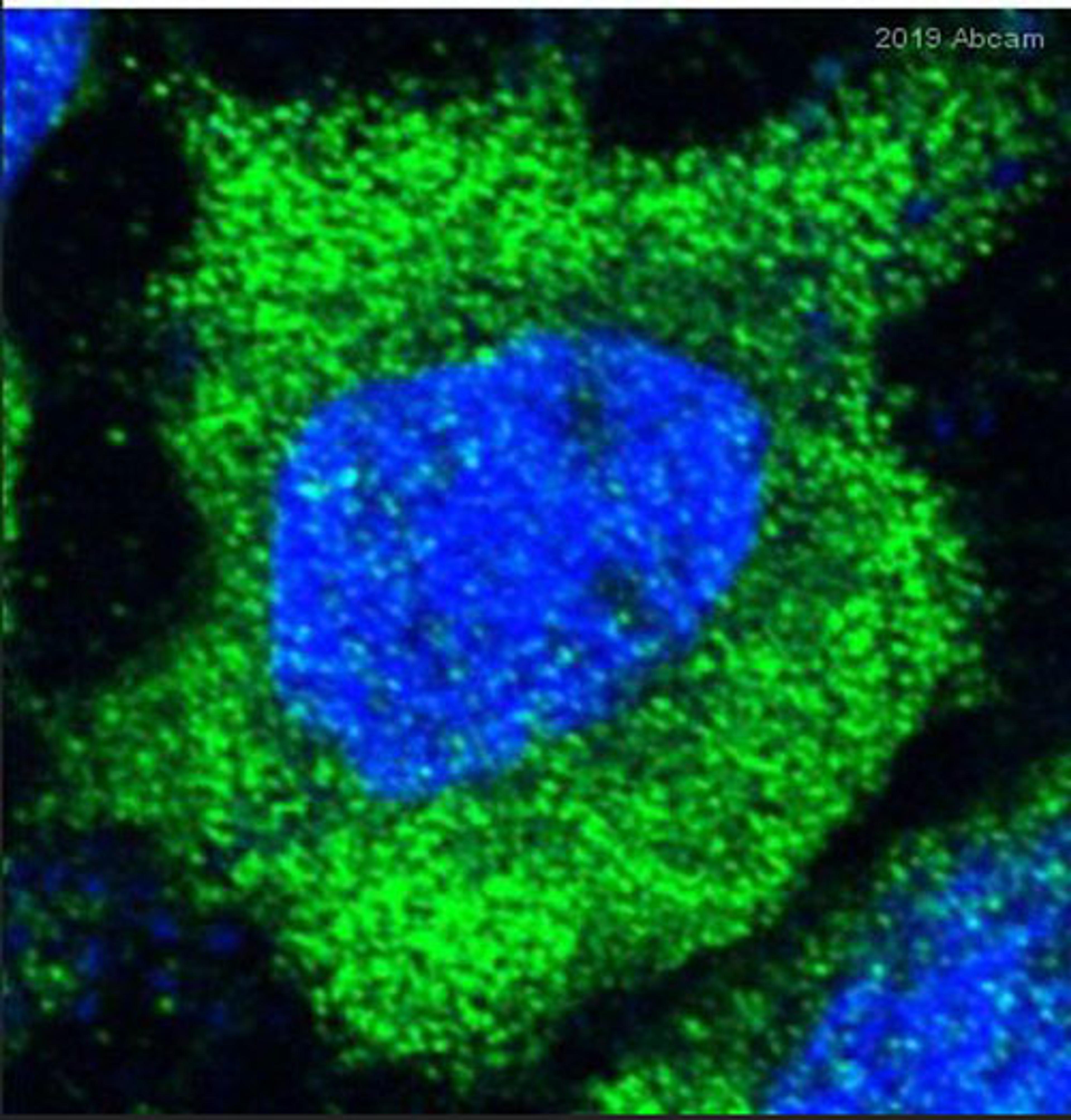 Immunocytochemistry/ Immunofluorescence - Anti-HA tag antibody - ChIP Grade (ab9110)