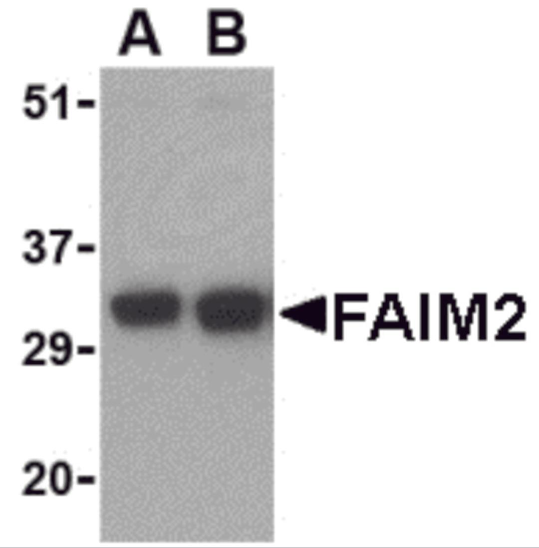 Western blot analysis of FAIM2 in EL4 cell lysate with FAIM2 antibody at (A) 0.5 and (B) 1 &#956;g/mL. 