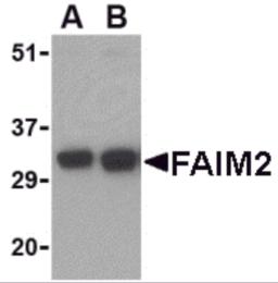 Western blot analysis of FAIM2 in EL4 cell lysate with FAIM2 antibody at (A) 0.5 and (B) 1 &#956;g/mL. 