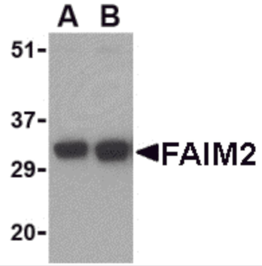 Western blot analysis of FAIM2 in EL4 cell lysate with FAIM2 antibody at (A) 0.5 and (B) 1 μg/mL.