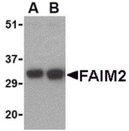 Western blot analysis of FAIM2 in EL4 cell lysate with FAIM2 antibody at (A) 0.5 and (B) 1 μg/mL.