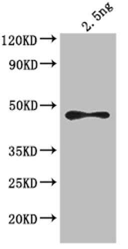 Western Blot. Positive WB detected in: Escherichia coli lysate. All lanes: ompF antibody at 1:4000. Secondary. Goat polyclonal to rabbit IgG at 1/50000 dilution. Predicted band size: 44 kDa. Observed band size: 44 kDa. 