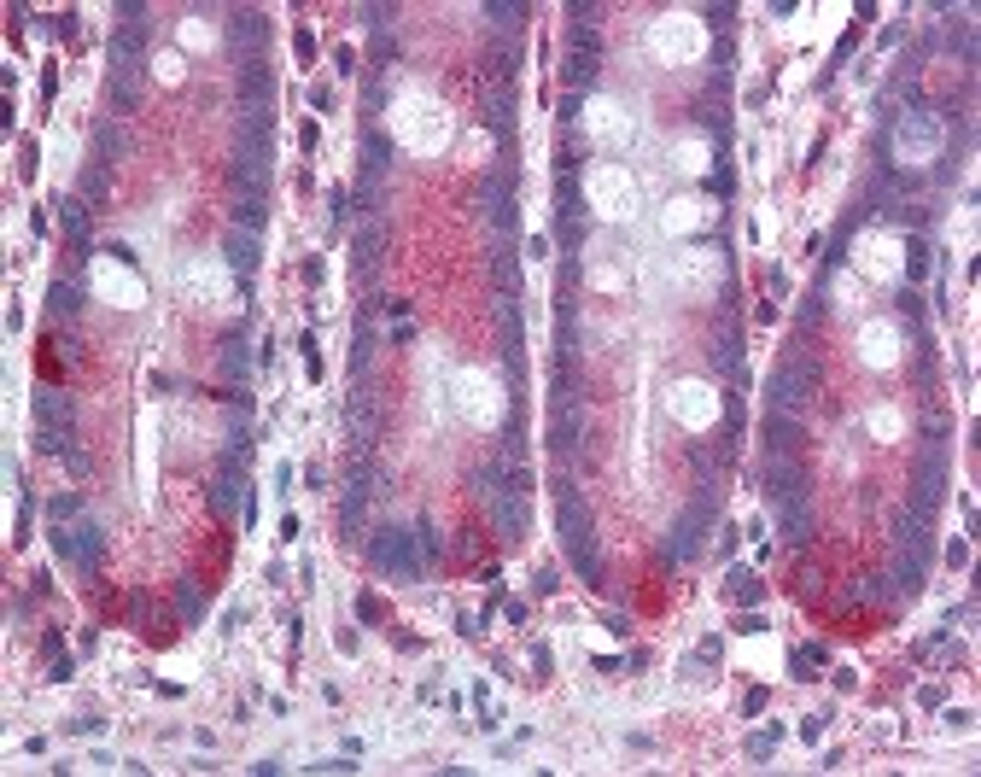 Immunohistochemistry staining of MMP11 in small intestine tissue using MMP11 Monoclonal Antibody.