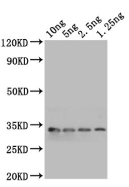 Western Blot. Positive WB detected in: recombinant protein. All lanes: mlaA Antibody at 1:1000. Secondary. Goat polyclonal to rabbit IgG at 1/50000 dilution. Predicted band size: 31 kDa. Observed band size: 31 kDa. 