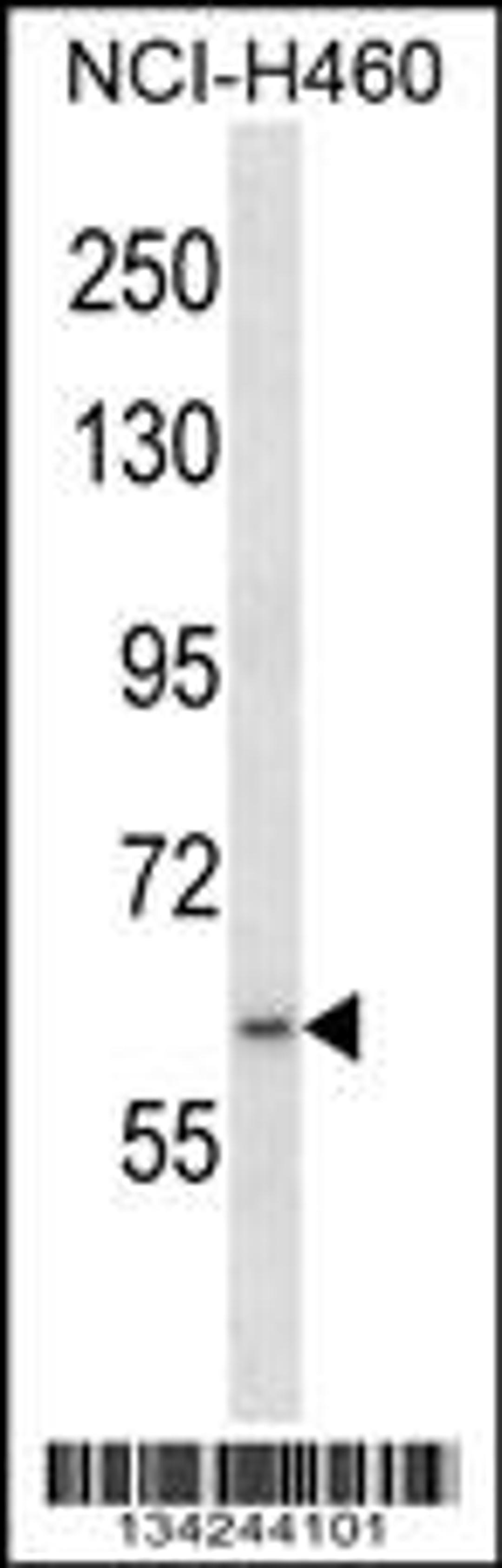 Western blot analysis in NCI-H460 cell line lysates (35ug/lane).