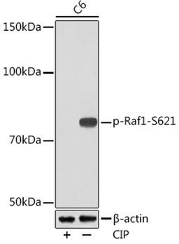 Western blot - Phospho-Raf1-S621 Rabbit mAb (AP1011)