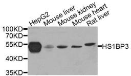 Western blot analysis of extract of various cells using HS1BP3 antibody