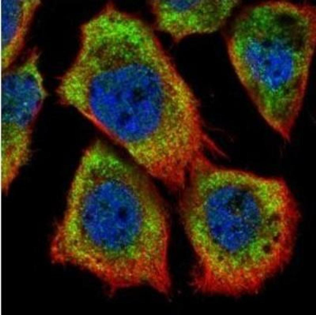 Immunocytochemistry/Immunofluorescence: HAX-1 Antibody [NBP1-31647] -  Analysis of methanol-fixed A431, using HAX1 antibody (Green) at 1:500 dilution. Alpha-tubulin filaments were labeled with an alpha Tubulin antibody (Red) at 1:2000.