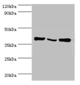 Western blot. All lanes: EIF3H antibody at 6ug/ml. Lane 1: NIH/3T3 whole cell lysate. Lane 2: Rat brain tissue. Lane 3: U251 whole cell lysate. Secondary. Goat polyclonal to rabbit IgG at 1/10000 dilution. Predicted band size: 40 kDa. Observed band size: 40 kDa. 