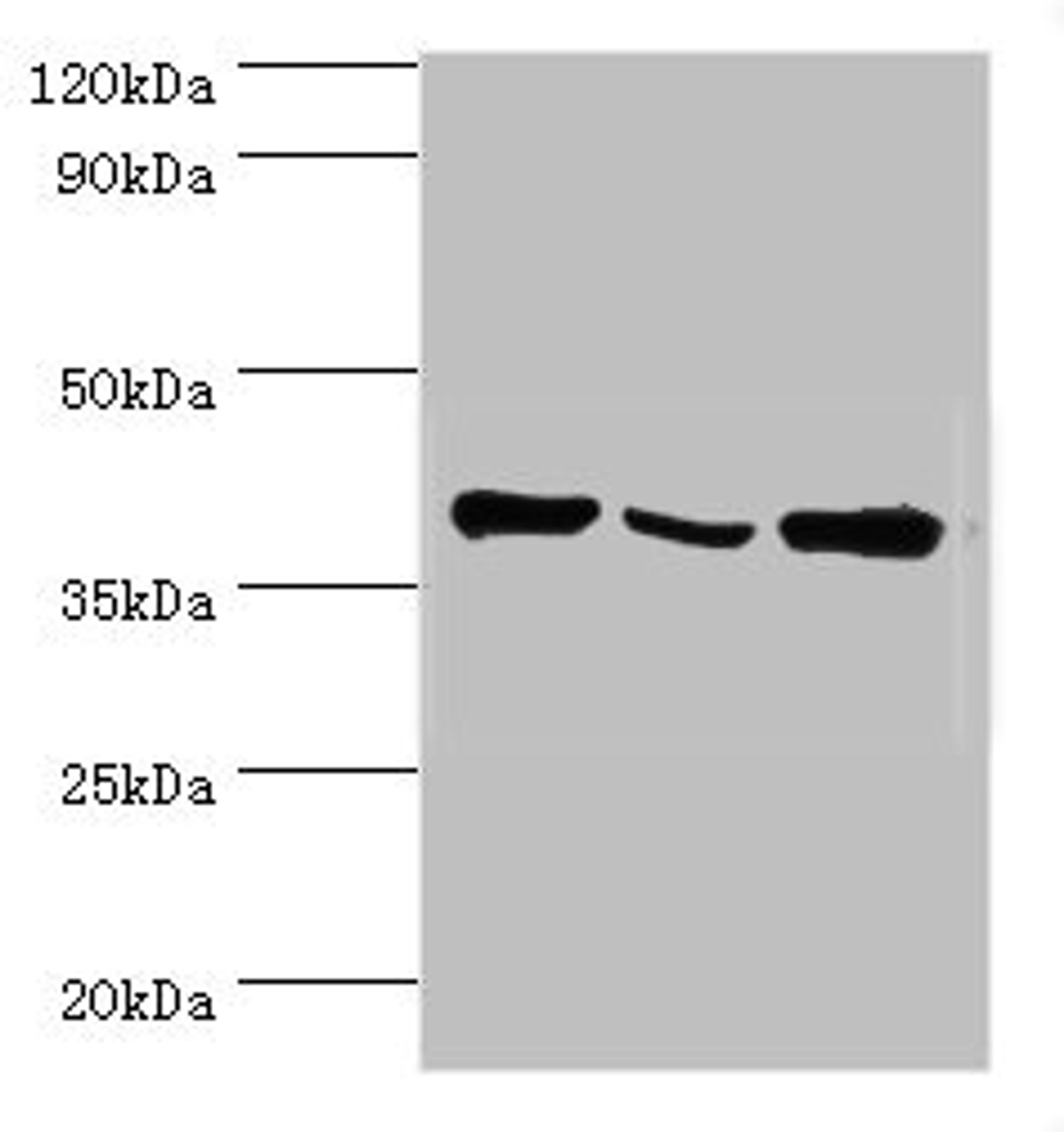 Western blot. All lanes: EIF3H antibody at 6ug/ml. Lane 1: NIH/3T3 whole cell lysate. Lane 2: Rat brain tissue. Lane 3: U251 whole cell lysate. Secondary. Goat polyclonal to rabbit IgG at 1/10000 dilution. Predicted band size: 40 kDa. Observed band size: 40 kDa. 