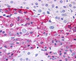 Immunohistochemistry-Paraffin: EDNRB/Endothelin R Type B Antibody [NLS54] - Analysis of anti-EDNRB / Endothelin B Receptor antibody with adrenal, medulla at 4 ug/ ml.