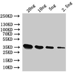 Western Blot. Positive WB detected in: recombinant protein. All lanes:SUI2 Antibody at 1:1000. Secondary. Goat polyclonal to rabbit IgG at 1/50000 dilution. Predicted band size: 37 kDa. Observed band size: 37 kDa. 