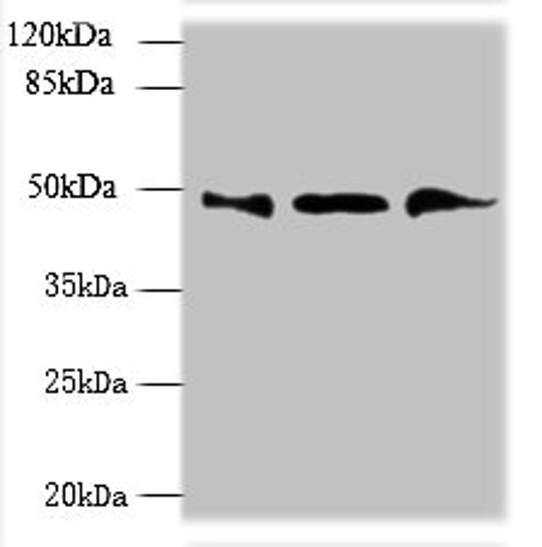 Western blot. All lanes: UBXN6 antibody at 1.2ug/ml. Lane 1: PC-3 whole cell lysate. Lane 2: Hela whole cell lysate. Lane 3: Mouse kidney tissue. Secondary. Goat polyclonal to rabbit IgG at 1/10000 dilution. Predicted band size: 50, 44 kDa. Observed band size: 50 kDa. 