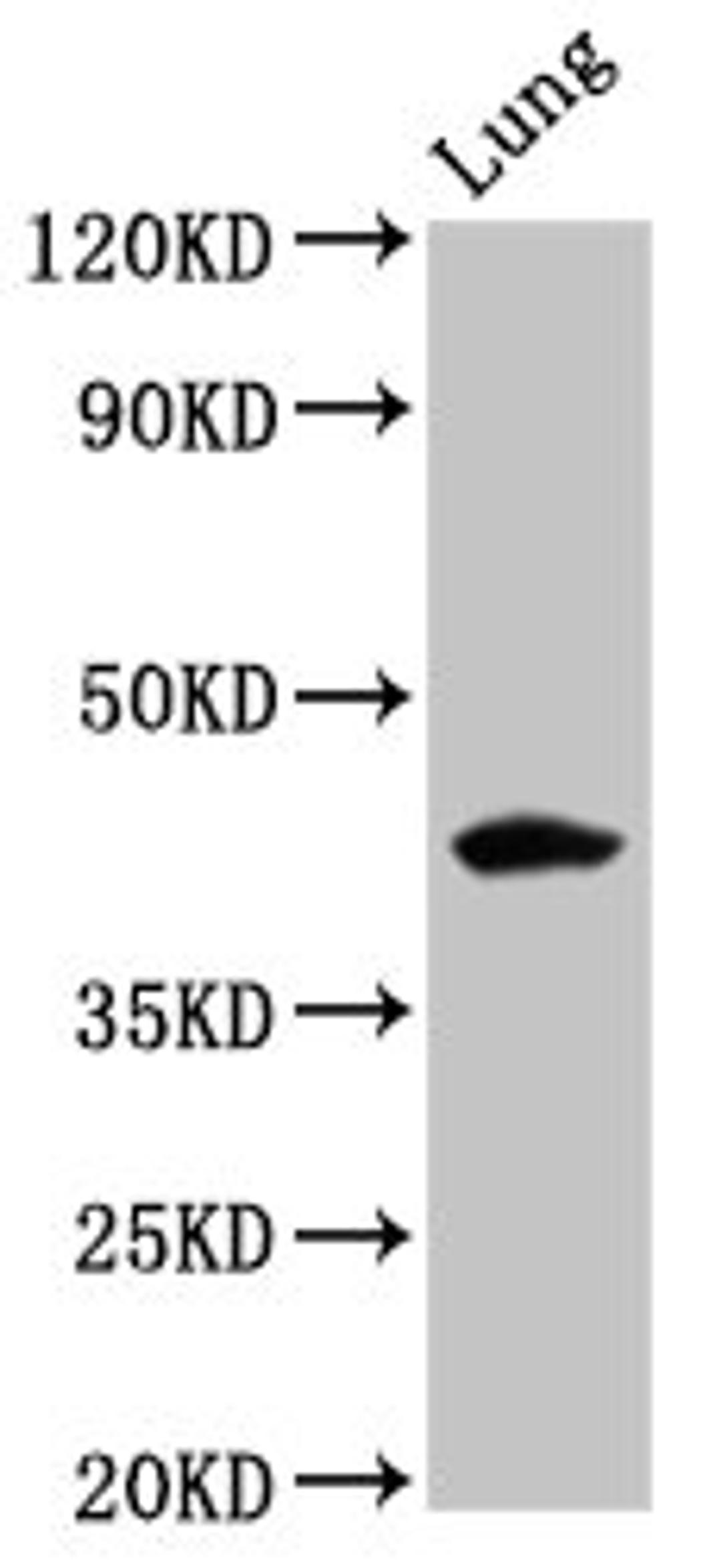 Western Blot. Positive WB detected in: Rat lung tissue. All lanes: FUT3 antibody at 5.3ug/ml. Secondary. Goat polyclonal to rabbit IgG at 1/50000 dilution. Predicted band size: 43 kDa. Observed band size: 43 kDa.