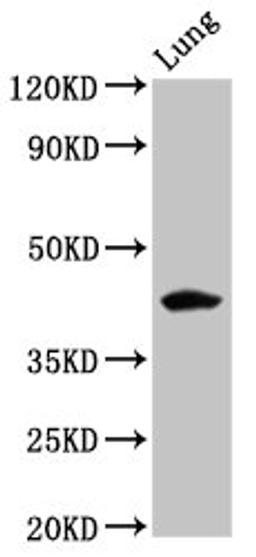 Western Blot. Positive WB detected in: Rat lung tissue. All lanes: FUT3 antibody at 5.3ug/ml. Secondary. Goat polyclonal to rabbit IgG at 1/50000 dilution. Predicted band size: 43 kDa. Observed band size: 43 kDa.