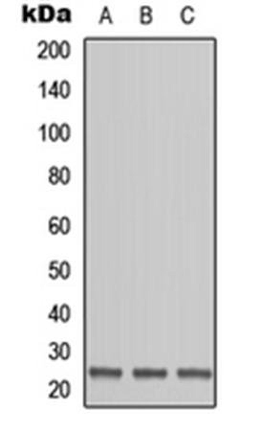 Western blot analysis of HEK293T (Lane1), Raw264.7 (Lane2), H9C2 (Lane3) whole cell using OAZ1 antibody