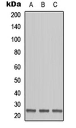 Western blot analysis of HEK293T (Lane1), Raw264.7 (Lane2), H9C2 (Lane3) whole cell using OAZ1 antibody