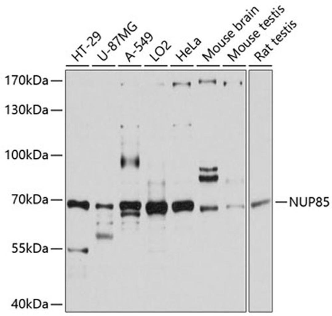 Western blot - NUP85 antibody (A11629)