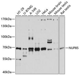 Western blot - NUP85 antibody (A11629)