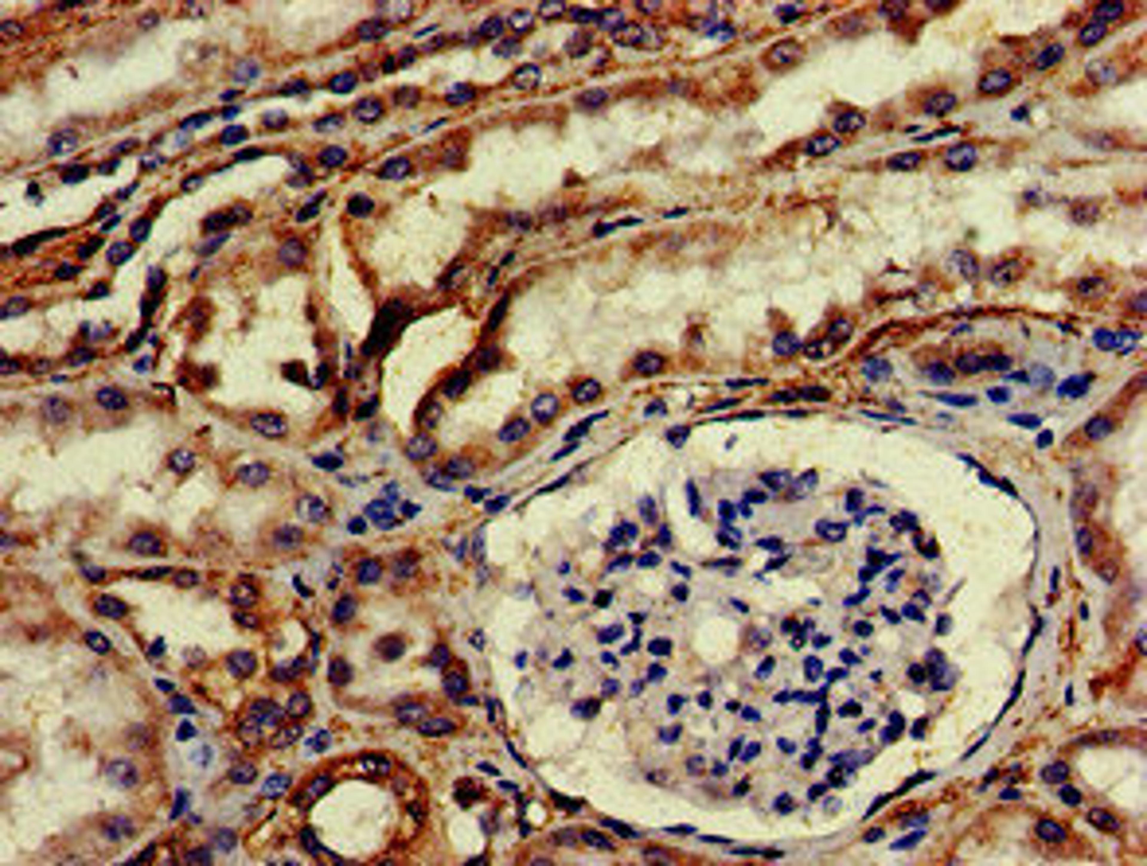 IHC image of CSB-PA010902EA01HU diluted at 1:200 and staining in paraffin-embedded human kidney tissue performed on a Leica BondTM system. After dewaxing and hydration, antigen retrieval was mediated by high pressure in a citrate buffer (pH 6.0). Section was blocked with 10% normal goat serum 30min at RT. Then primary antibody (1% BSA) was incubated at 4&deg;C overnight. The primary is detected by a biotinylated secondary antibody and visualized using an HRP conjugated SP system.