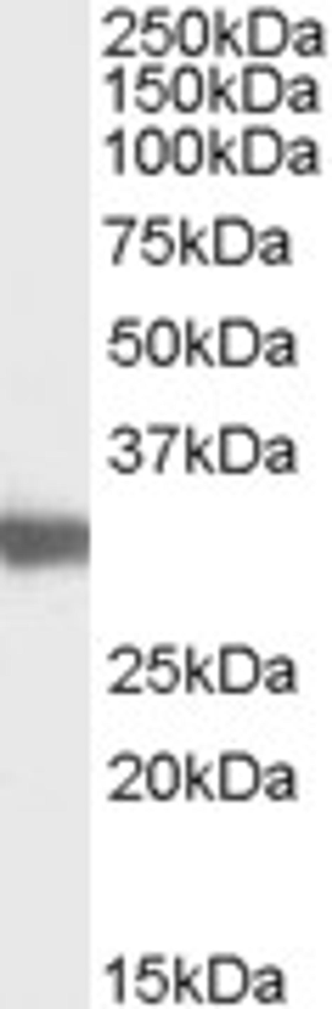 45-826 (0.03ug/ml) staining of Mouse Testis lysate (35ug protein in RIPA buffer). Primary incubation was 1 hour. Detected by chemiluminescence.