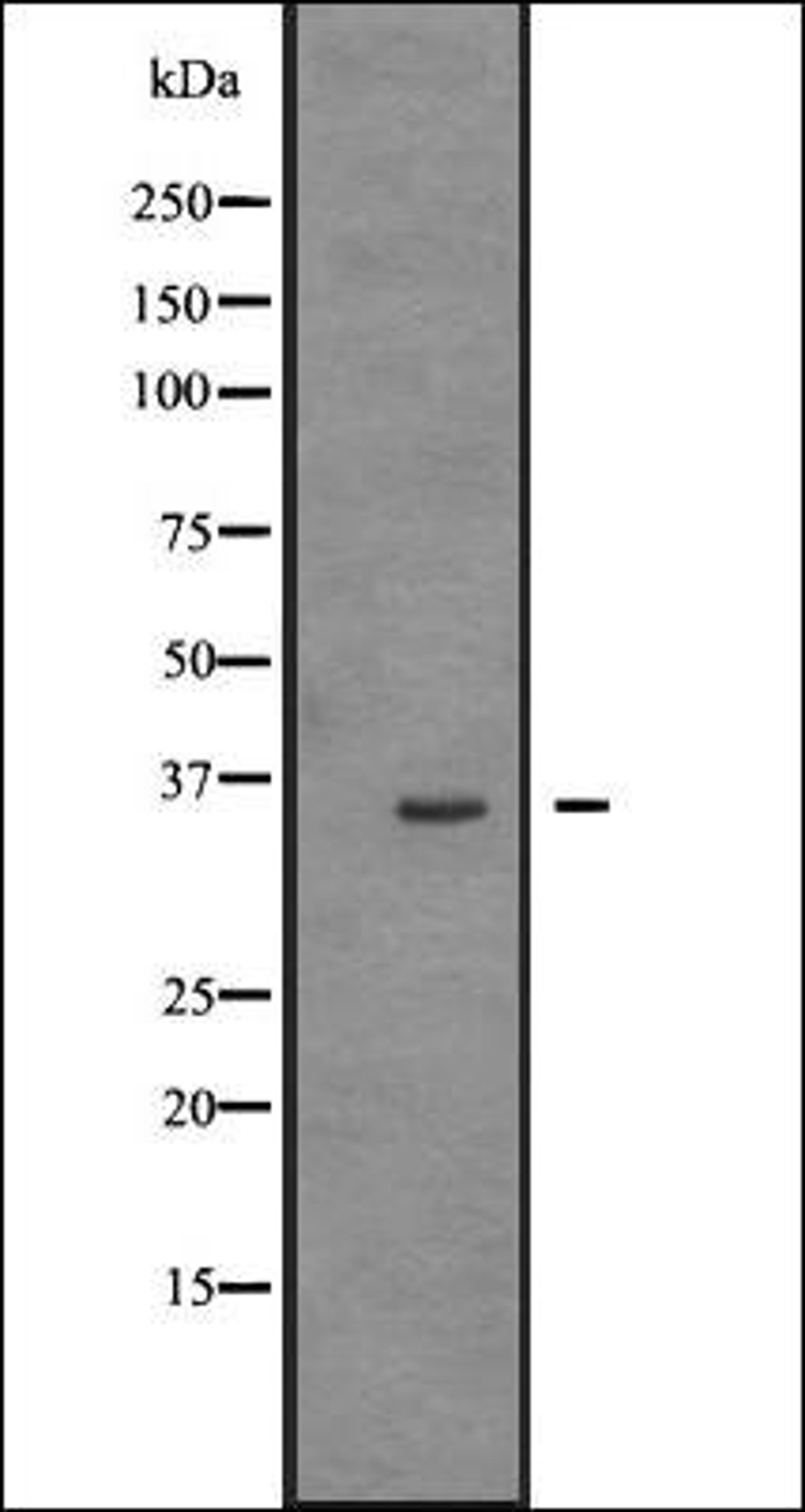 Western blot analysis of HEK293 cells using TRIO antibody