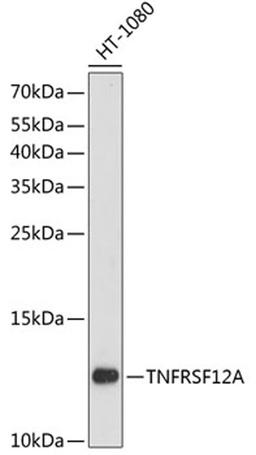 Western blot - TNFRSF12A antibody (A13093)