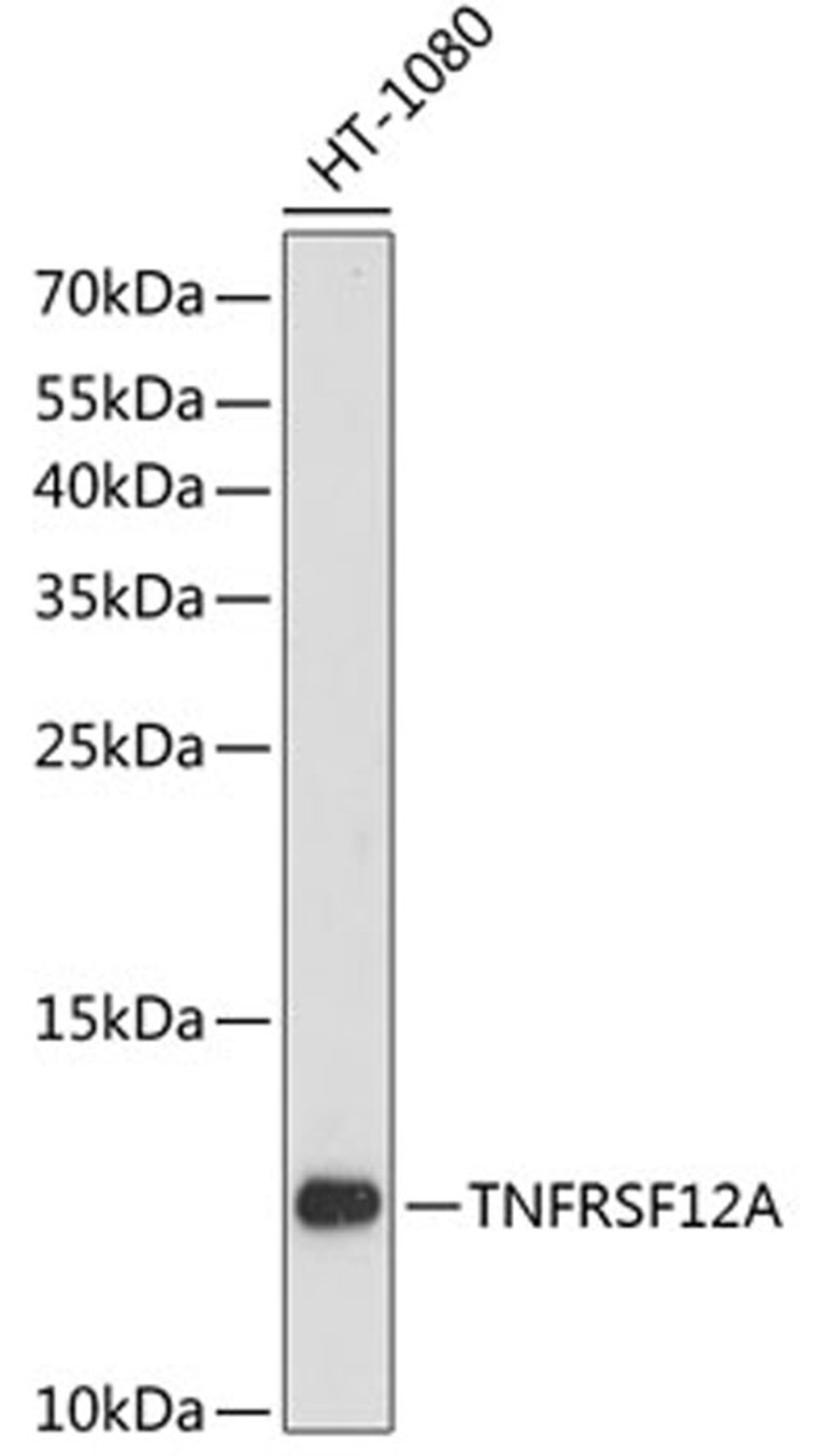 Western blot - TNFRSF12A antibody (A13093)