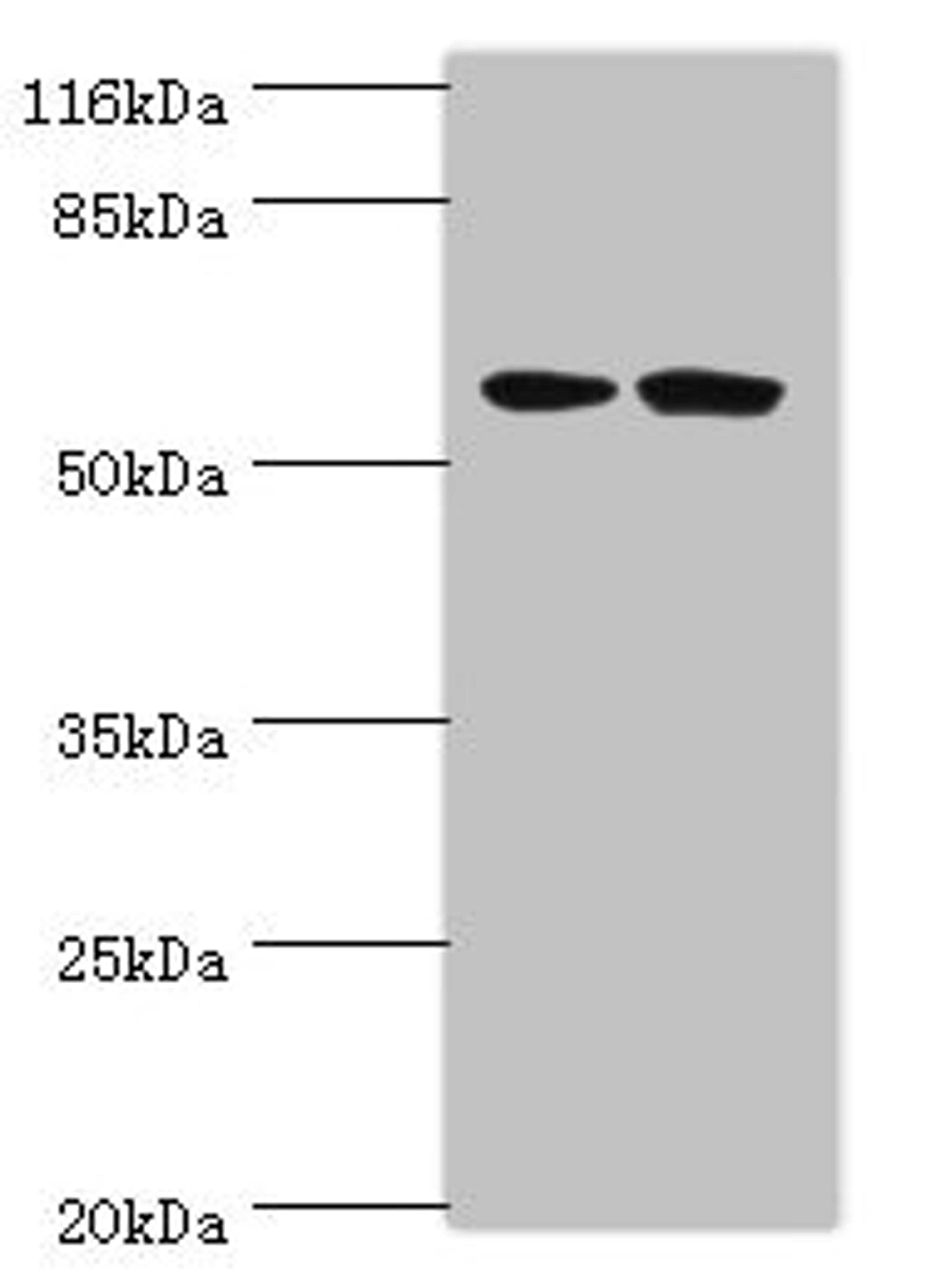 Western blot. All lanes: DCAF4 antibody at 2µg/ml. Lane 1: 293T whole cell lysate. Lane 2: Hela whole cell lysate. Secondary. Goat polyclonal to rabbit IgG at 1/10000 dilution. Predicted band size: 56, 49, 45, 55 kDa. Observed band size: 56 kDa