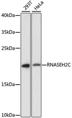 Western blot - RNASEH2C antibody (A13884)