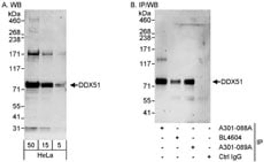 Detection of human DDX51 by western blot and immunoprecipitation.