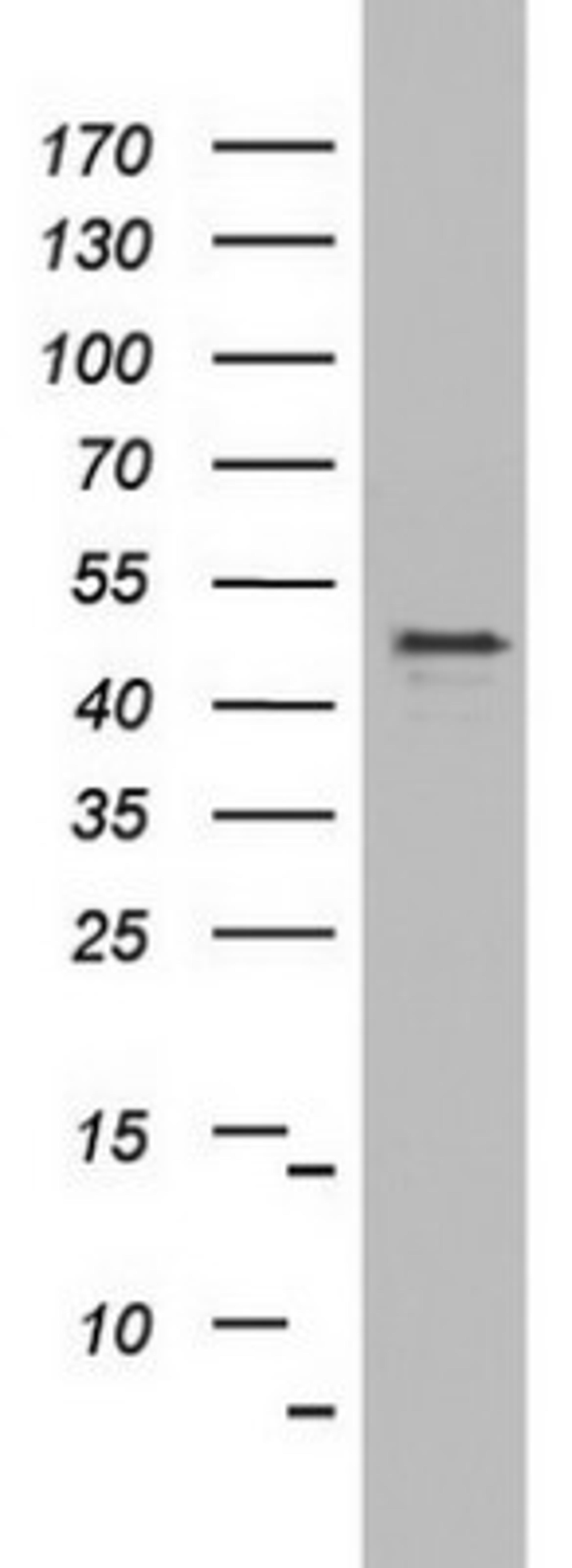 Western Blot: OXSM Antibody (4E10) [NBP2-46304] - Analysis of HT29 cell lysate (35ug) by using OXSM monoclonal antibody.