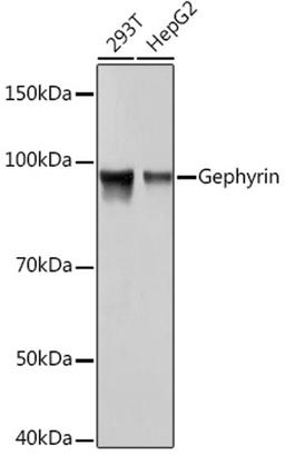 Western blot - Gephyrin Rabbit mAb (A4729)