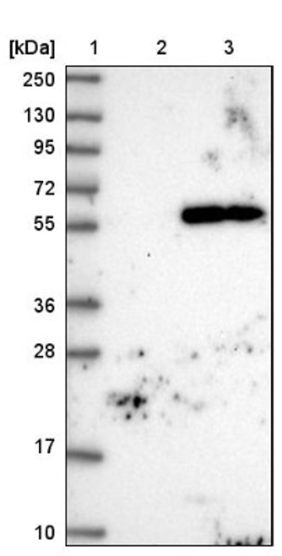 Western Blot: TMEM151A Antibody [NBP1-81115] - Lane 1: Marker [kDa] 250, 130, 95, 72, 55, 36, 28, 17, 10<br/>Lane 2: Negative control (vector only transfected HEK293T lysate)<br/>Lane 3: Over-expression lysate (Co-expressed with a C-terminal myc-DDK tag (~3.1 kDa) in mammalian HEK293T cells, LY407116)