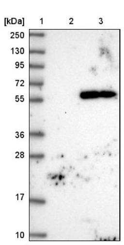 Western Blot: TMEM151A Antibody [NBP1-81115] - Lane 1: Marker [kDa] 250, 130, 95, 72, 55, 36, 28, 17, 10<br/>Lane 2: Negative control (vector only transfected HEK293T lysate)<br/>Lane 3: Over-expression lysate (Co-expressed with a C-terminal myc-DDK tag (~3.1 kDa) in mammalian HEK293T cells, LY407116)