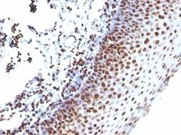 Formalin-fixed, paraffin-embedded human tonsil stained with anti-Histone H1 antibody (SPM256)