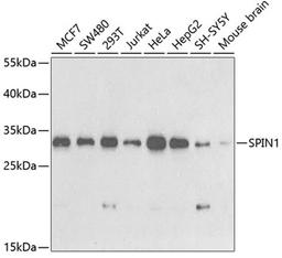 Western blot - SPIN1 antibody (A5853)