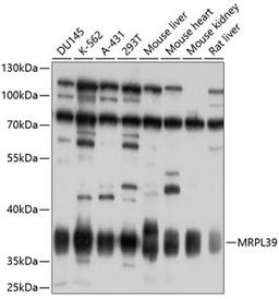 Western blot - MRPL39 antibody (A10023)