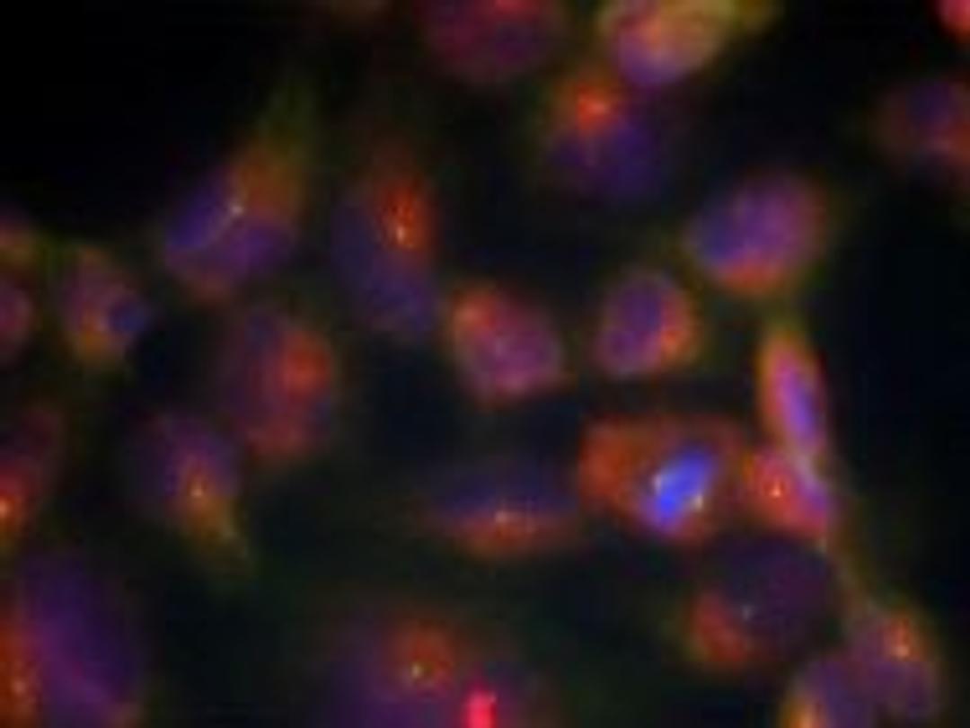 Immunofluorescence staining of methanol-fixed HeLa cells using Tau (Ab-356).