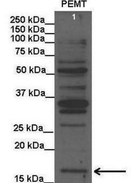 Western Blot: PEMT Antibody [NBP1-59580] - Rat liver lysate