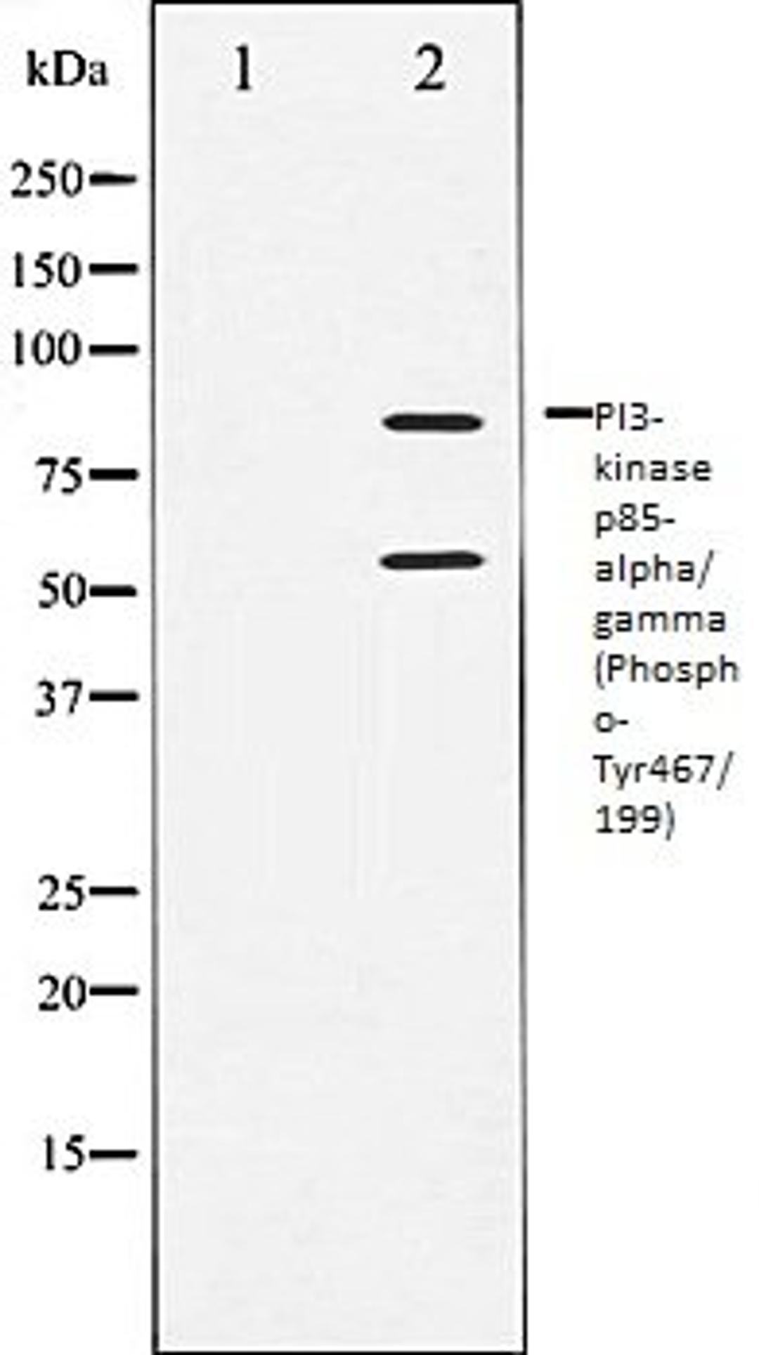 Western blot analysis of COS7 whole cell lysates using PI3-kinase p85- alpha/ gamma (Phospho-Tyr467/199) antibody, The lane on the left is treated with the antigen-specific peptide.