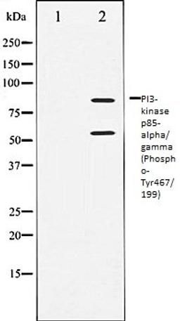 Western blot analysis of COS7 whole cell lysates using PI3-kinase p85- alpha/ gamma (Phospho-Tyr467/199) antibody, The lane on the left is treated with the antigen-specific peptide.