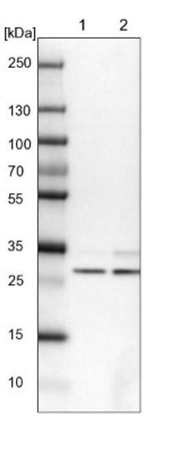 Western Blot: FTS Antibody [NBP2-14279] - Lane 1: NIH-3T3 cell lysate (Mouse embryonic fibroblast cells)<br/>Lane 2: NBT-II cell lysate (Rat Wistar bladder tumour cells)