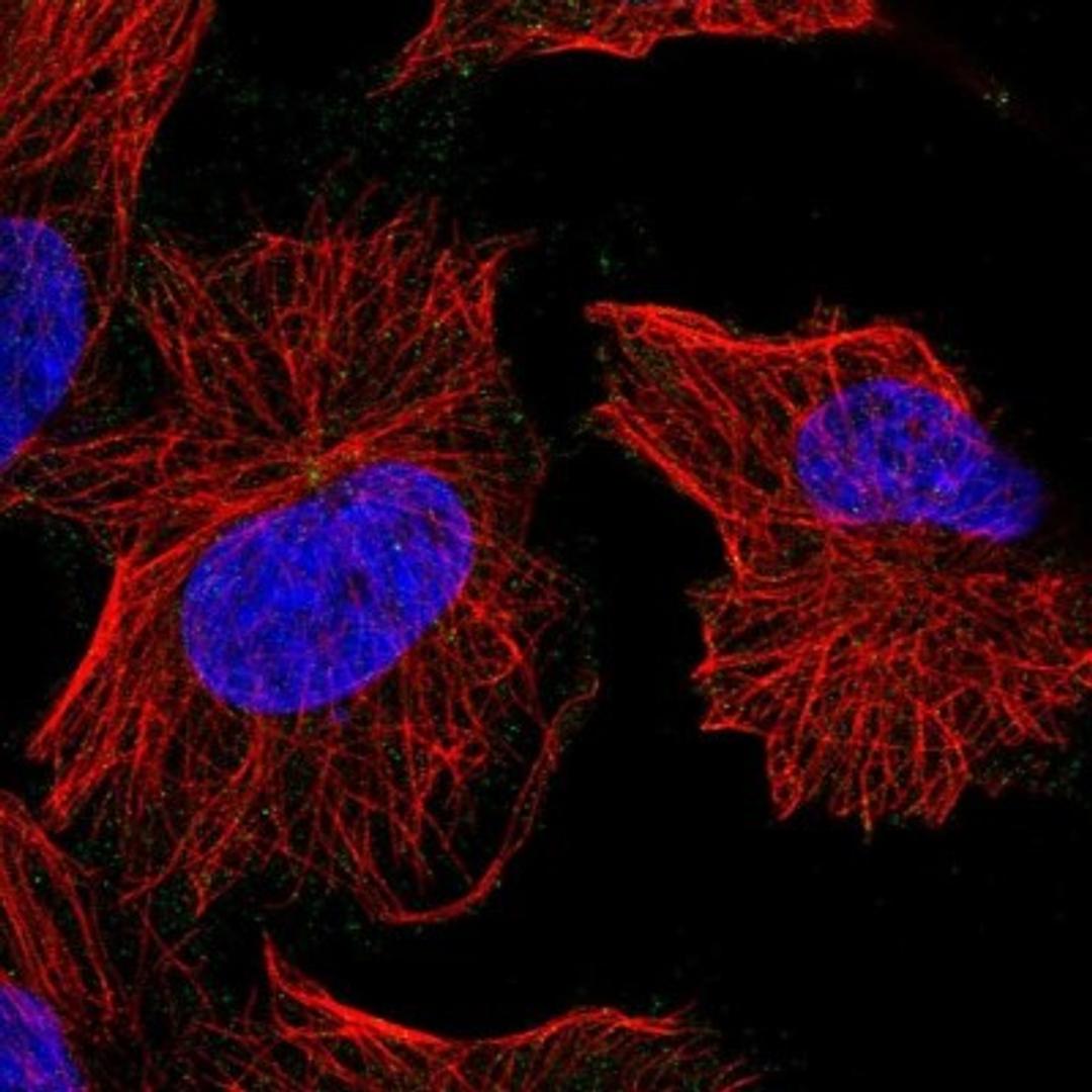 Immunocytochemistry/Immunofluorescence: EFCAB4A Antibody [NBP1-91863] - Staining of human cell line U-251 MG shows positivity in centrosome.