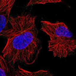 Immunocytochemistry/Immunofluorescence: EFCAB4A Antibody [NBP1-91863] - Staining of human cell line U-251 MG shows positivity in centrosome.