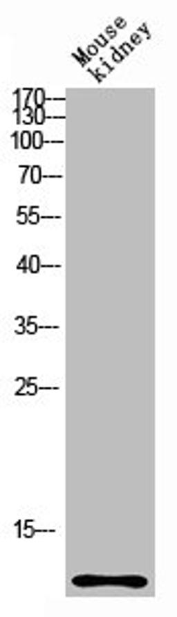 Western blot analysis of mouse-kidney lysis using CCL27 antibody. Antibody was diluted at 1:1000. Secondary antibody  was diluted at 1:20000