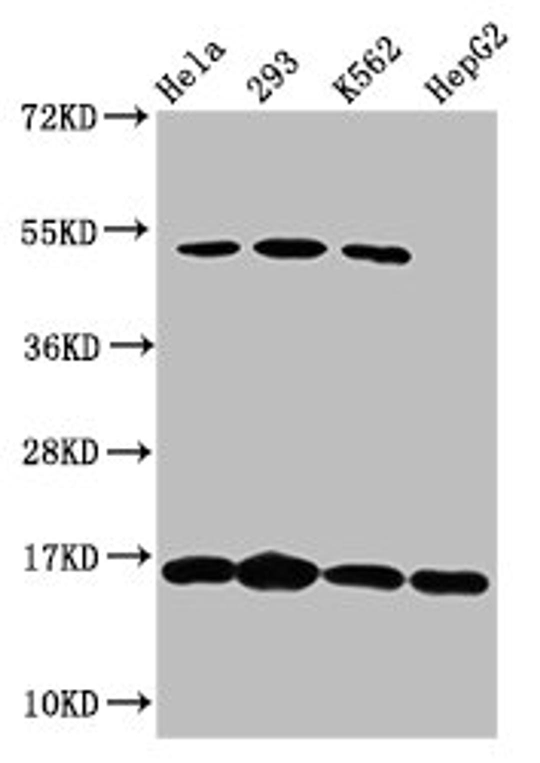 Western Blot. Positive WB detected in: Hela whole cell lysate, 293 whole cell lysate, K562 whole cell lysate, HepG2 whole cell lysate. All lanes: H2AFX antibody at 1.64µg/ml. Secondary. Goat polyclonal to rabbit IgG at 1/50000 dilution. Predicted band size: 16 kDa. Observed band size: 16 kDa