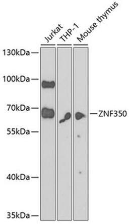 Western blot - ZNF350 antibody (A7829)