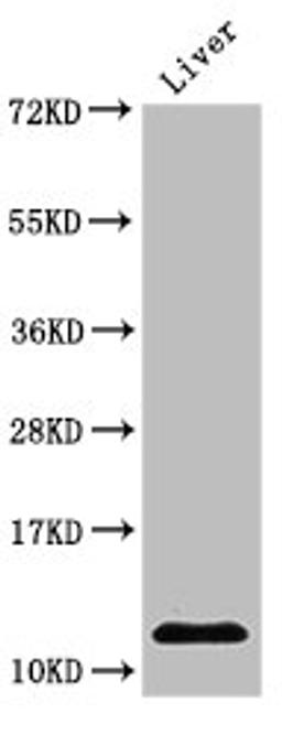 Western Blot. Positive WB detected in: Rat liver tissue. All lanes: HIST1H4A antibody at 2µg/ml. Secondary. Goat polyclonal to rabbit IgG at 1/50000 dilution. Predicted band size: 12 kDa. Observed band size: 12 kDa