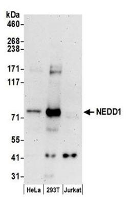 Detection of human NEDD1 by western blot.